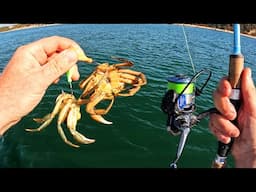 Crab Baits Whole or Cut - Bigger Fish Showed Right Time for Both!