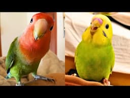 FUNNY AND CUTE PARROTS - TRY NOT TO LAUGH!