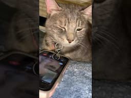 Heartbroken Cat Cries On FaceTime