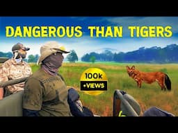 Wild Dog (Dhole) Encounter in Kanha Tiger Reserve Safari - 4K Video Hindi | हिन्दी