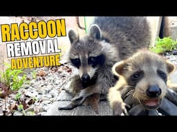 Raccoon Removal Adventure: Mom & Babies Under the Deck!