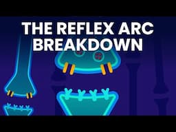 How Do Your Reflexes Work?