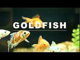 Goldfish (Care Guide)