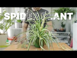 spider plant | Repotting + Care Guide