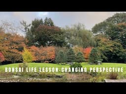 Bonsai life lesson- changing perspective