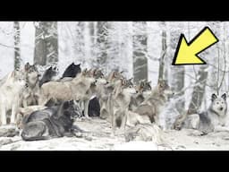 The Secret Behind the Largest Wolf Pack Ever Recorded – You Won’t Believe What They're Hunting!