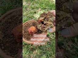 Huge Astrophytum Asterias bids farewell | bikolanahardinera #shortvideo #cactus #rotten