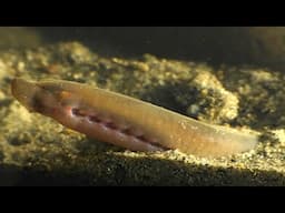 The Hidden World Of The Sea Lamprey