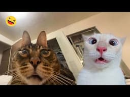 Funniest Animals 😄 New Funny Cats and Dogs Videos 😹🐶