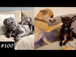 These Funny Dogs Will Make Your Week Better | Cute Videos