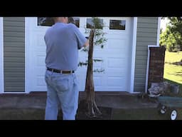 Another Monster Bald Cypress Bonsai