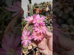 Rebutia pink Sensation | bikolanahardinera #shortvideo #cactus #cactusflower