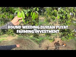 DURIAN PUYAT FARMING INVESTMENT, ROUND WEEDING RESULT.