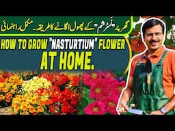 How to grow "NASTURTIUM" Flower at home |  Gardening With Javed Iqbal