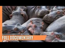 Hippos vs. Rhinos in the Wild | Full Documentary