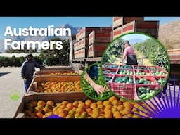 How Australian Immigrant Farmers Produce Millions Of Mangoes