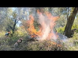 Rejuvenating the Land through Fire | California Academy of Sciences