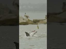 Dolphin chases snook into the air!!!