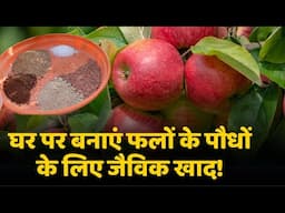 घर पर बनाएं फलों के पौधों के लिए जैविक खाद🍎🍋 | Homemade Organic Fertilizer Mixture For Fruit Plants