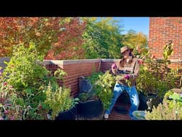 Pulling Tomatoes & Peppers But Leaving All The Waste In My Container Garden!