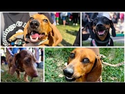 Krakow's Adorable Dachschund Parade returns after 4 years | Marsz Jamników 26 | 2024