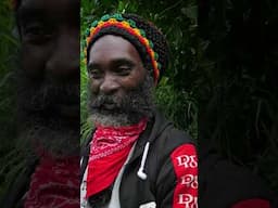 Rasta Remedy for Skin Issues & Insect Bites: GUACO Bush