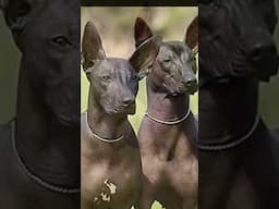 La fascinante historia de los Xoloitzcuintles🏵️🐶💀