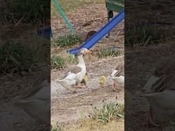 Geese #animal #farming #babyanimals #baby #family #birds #chicks