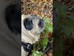 The doggie in autumn 🍂 #dogs #pug #autumn #fall #pets