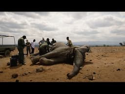 SWT Teams Treat Elephant Targeted by Poachers | Sheldrick Trust