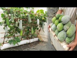 Unique method of growing squash in sacks for bumper crops