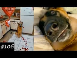 German Shepherds Compilation That You Will Surely Like ❤️🐶