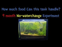 9 MONTH long No-waterchange experiment. How much food can my tank handle without waterchanges?