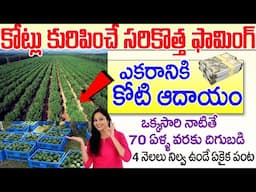 కోట్లు కురిపించే సరికొత్త ఫామింగ్ | Avocado Farming Business In Telugu |#moneyfactorytelugu #avocado