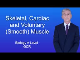 A Level Biology Revision (Year 13) "Skeletal Muscle, Cardiac Muscle and Involuntary (Smooth) Muscle.