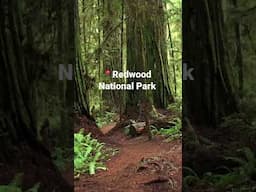 Walking through Redwood National Park