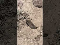 PIKA PEEKABOO! Lassen Volcanic National Park