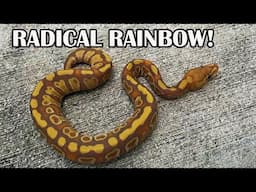 CRAZIEST RAINBOW BALL PYTHON?