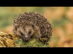 Saving Britain's hedgehogs | Chester Zoo | Hedgehog conservation