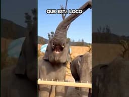 Elefante se Cree Helicóptero