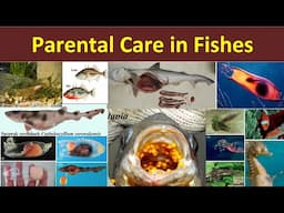 Parental Care in Fishes | Parental Care in Pisces | Methods of Parental Care | Mermaid’s Purse