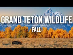 Fall Wildlife in Grand Teton | Moose, Elk Rut, Foliage, Delta Lake, & More! [4K]