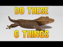 6 Things I Would Do Starting Over Breeding Geckos!