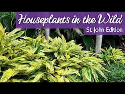 STUNNING Plant Discoveries on St. John Island!