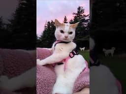 funny cats 😂 episode 10o #shorts