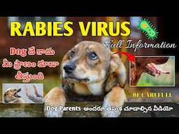 Rabies disease full information in telugu | keerthi puppy vlogs telugu