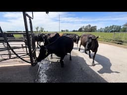 Milking With Uncle Chris