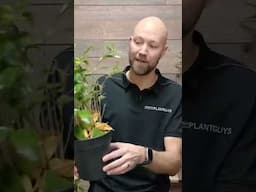 Should you move your plant during winter?🪴 #plants #houseplants  #reels @SwedishPlantguys