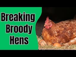 Preventing Broodiness in Hens | Stopping a Broody Chicken