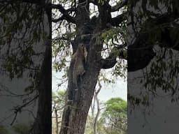 Leopard Lifts Prey Into Tree for Protection!